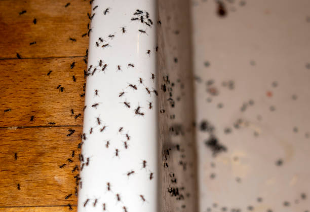 Wildlife Control Services in Santa Nella, CA